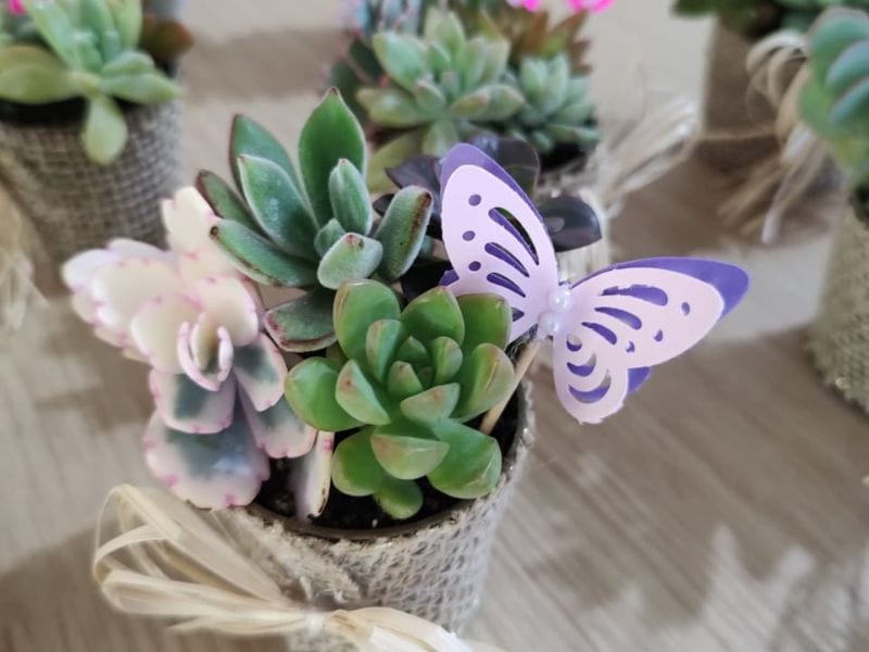 Mini suculentas em vasinho artesanal com laço e detalhe decorativo, representando lembrancinhas simples para o Dia da Mulher em contextos reais