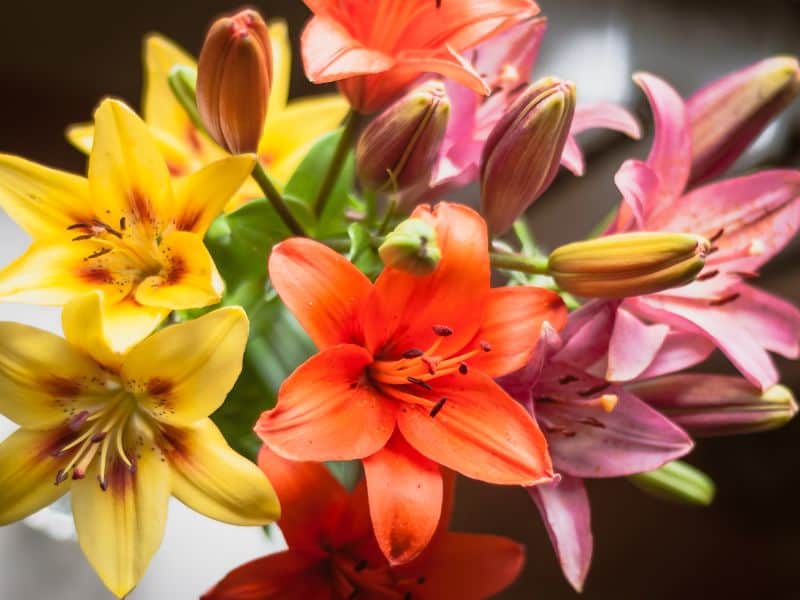 lírios no Dia da Mulher em diferentes cores representando seu simbolismo e a mensagem transmitida