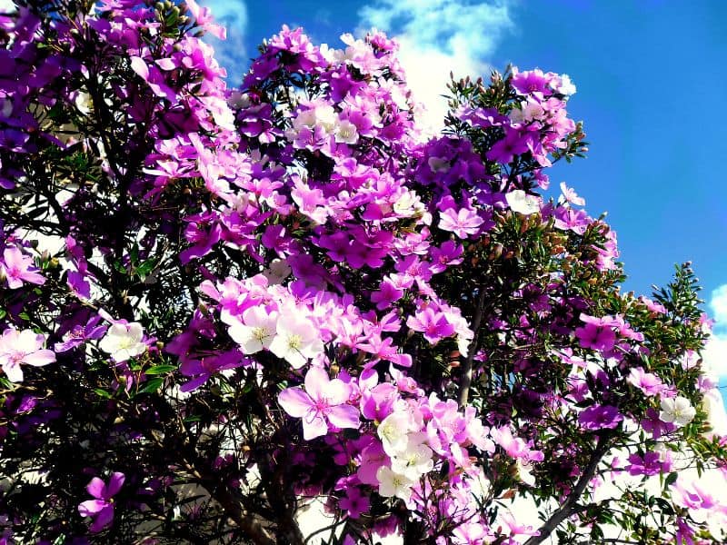 Manacá-da-serra florido em árvore ornamental com flores em diferentes tonalidades