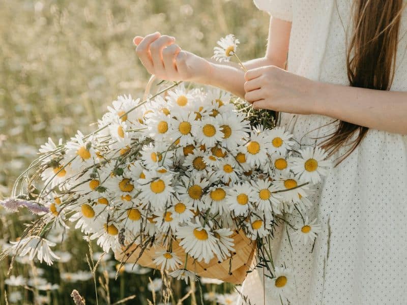 margarida branca simbolizando leveza, verdade e simplicidade em flores para o Dia da Mulher