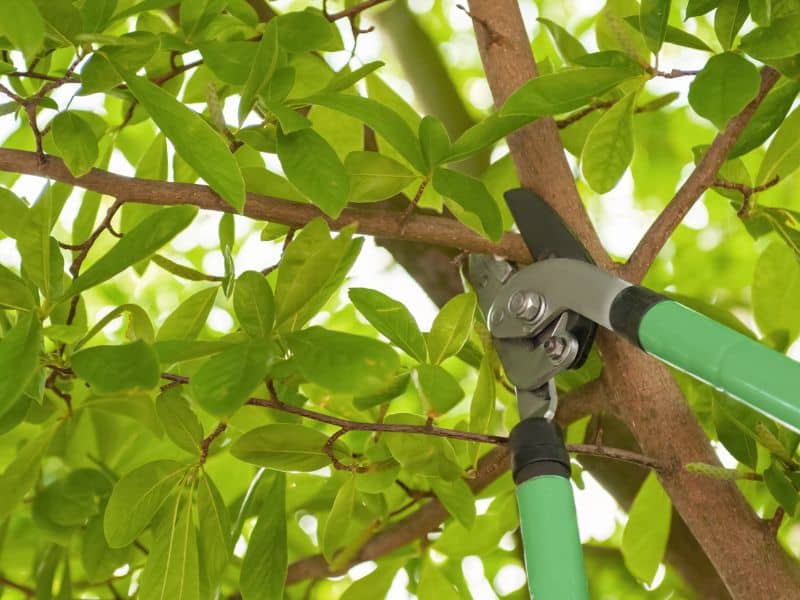 Melhor tesoura de poda com cabo longo telescópico cortando galho verde em árvore