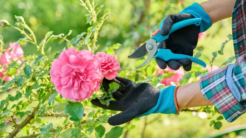 Melhor tesoura de poda sendo usada para cortar rosa em jardim residencial