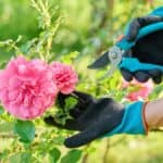 Melhor tesoura de poda sendo usada para cortar rosa em jardim residencial