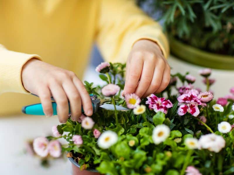 Melhor tesoura de poda para galhos finos e flores sendo usada em poda delicada