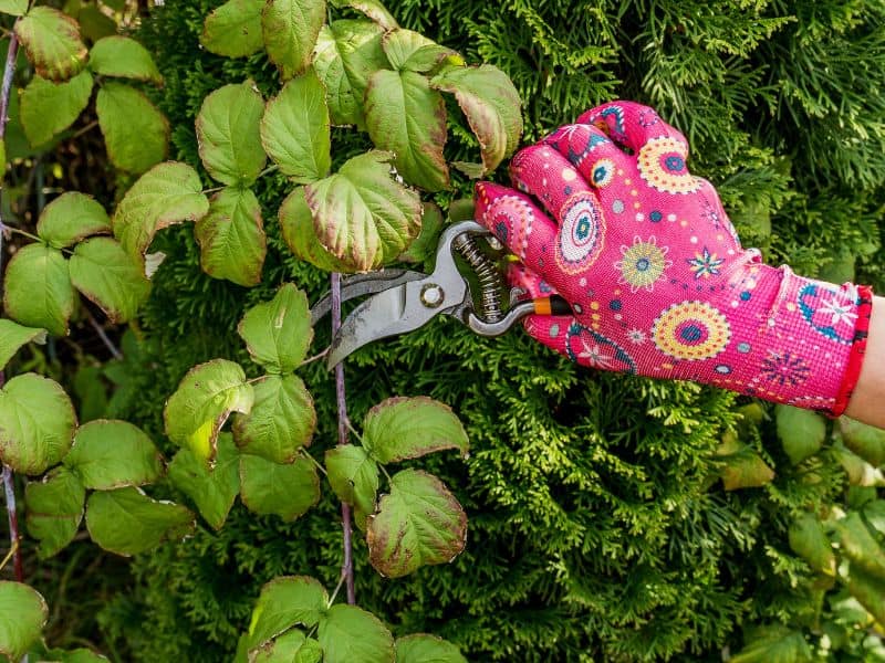 Melhor tesoura de poda sendo utilizada no jardim para corte de galhos verdes em cerca viva.