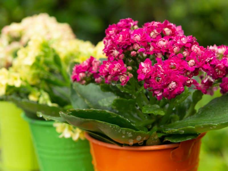 Mini calandiva florida em vaso pequeno, representando lembrancinha delicada e equilibrada para o Dia da Mulher