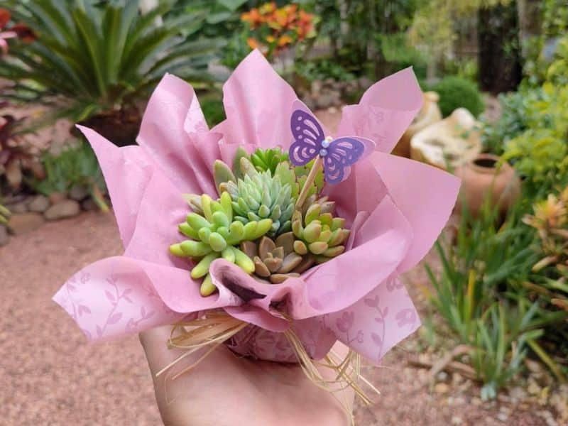 Mini suculenta embrulhada em papel decorativo rosa, segurada na mão, representando lembrancinha simbólica para o Dia da Mulher