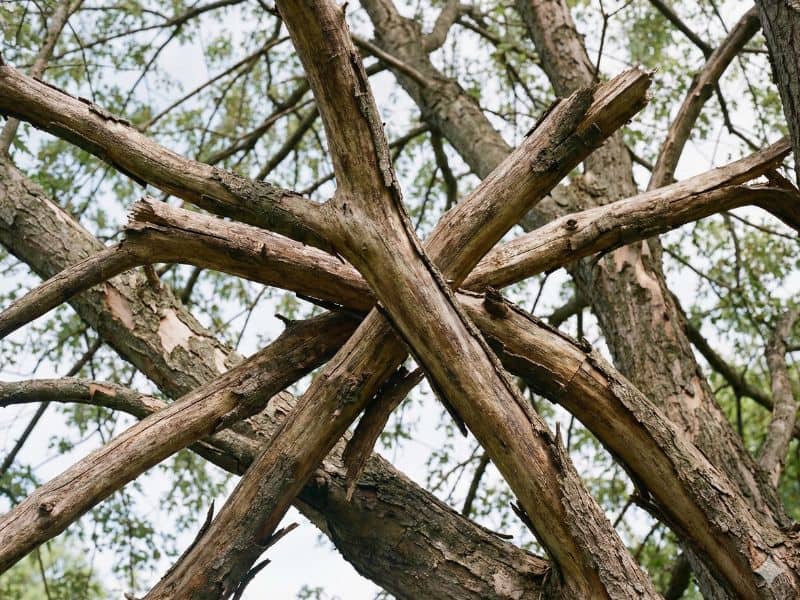galhos cruzados que devem ser removidos durante podas de árvores estruturais