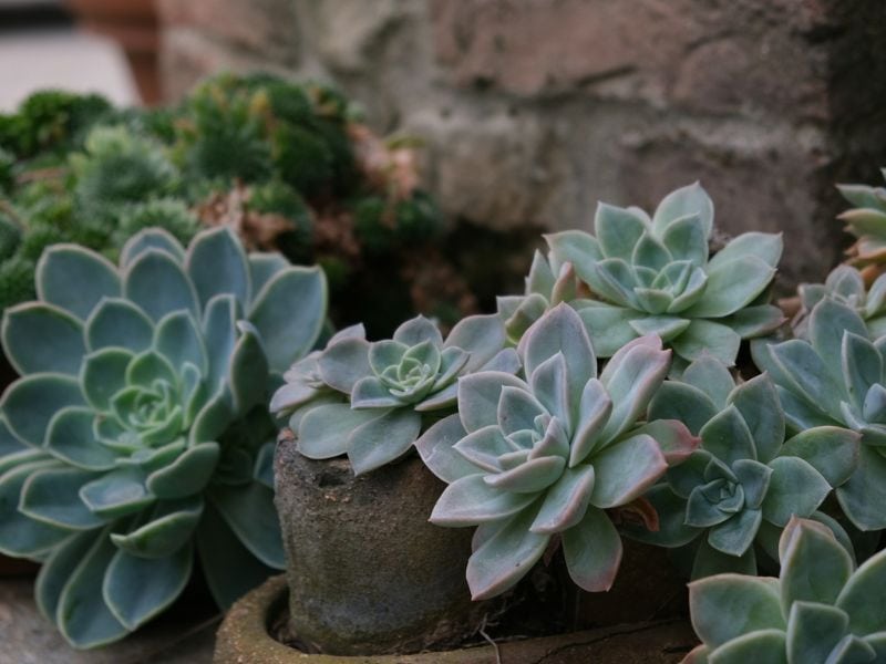 Echeveria elegans posicionada em área externa com boa luminosidade, mostrando o local ideal para o crescimento saudável da suculenta rosa-de-pedra
