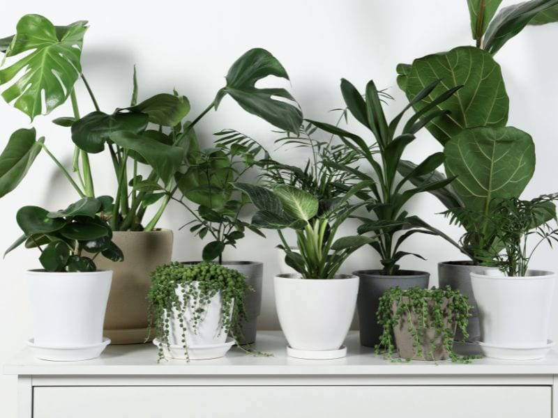 Onde posicionar plantas em ambientes fechados sem janela usando luz indireta e locais estáveis dentro de casa
