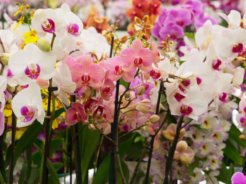 orquídeas no Dia da Mulher em diferentes cores representando força, elegância e admiração