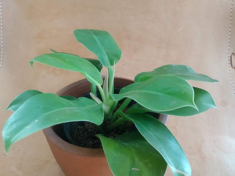 Pacová (Philodendron martianum) cultivada em vaso, planta resistente para ambientes fechados e locais com pouca ventilação