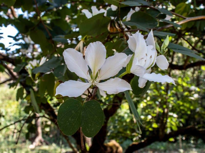 Pata-de-vaca (Bauhinia forficata) florido em árvore ornamental com flores brancas