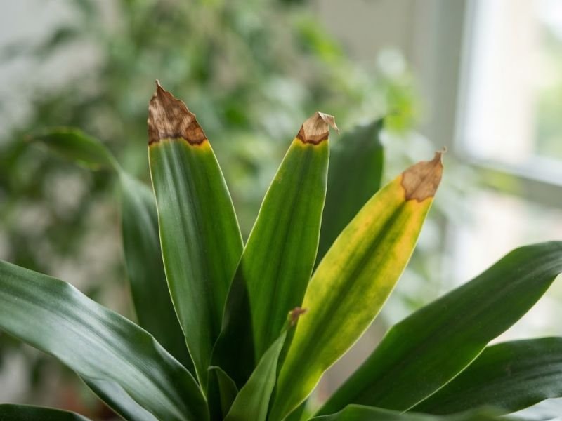 Folhas de pau d’água com leve amarelecimento e pontas marrons e secas