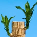 Pau-d’água montado a partir do caule da dracena, mostrando brotações laterais após o corte do tronco