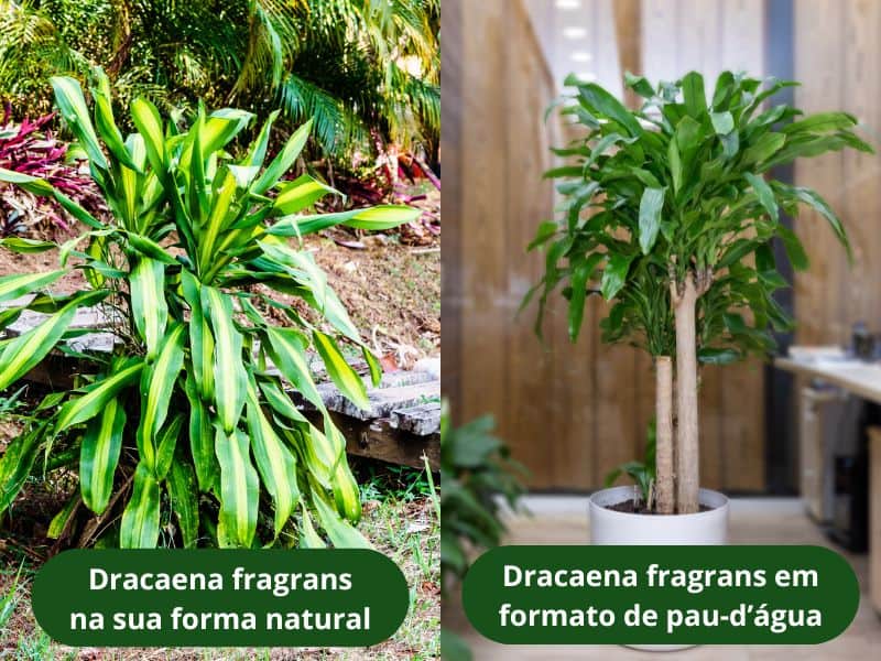 Comparação entre a dracena fragrans na forma natural e o pau-d’água montado após o processo de corte e modelagem do caule
