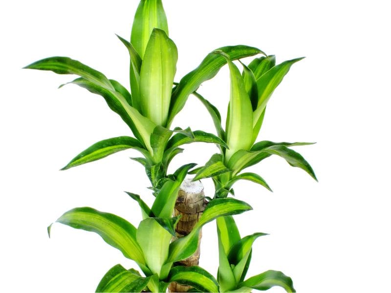 Pau-d’água formado a partir da dracena, mostrando a planta adulta com tronco e folhas no topo
