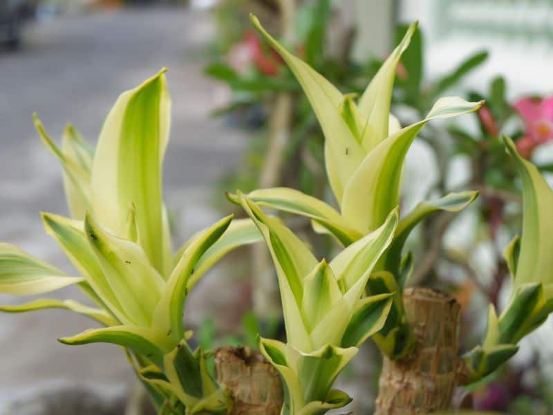 Pau-d’água saudável após o processo correto de montagem, com brotações fortes e folhas bem desenvolvidas
