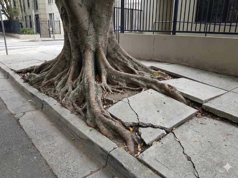 Plantar espécies de grande porte em locais inadequados causa danos a calçadas e estruturas urbanas
