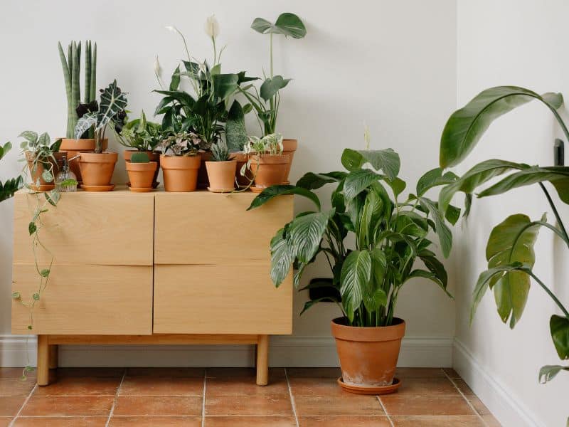 Plantas em ambientes fechados adaptadas a pouca luz, rotina estável e baixa ventilação dentro de casa