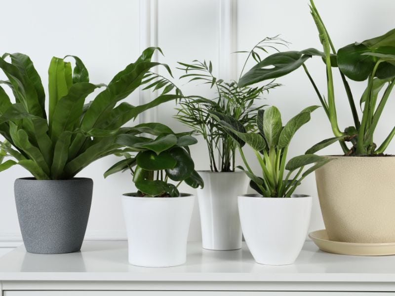 Plantas em ambientes fechados cultivadas em vasos dentro de casa, com espécies resistentes adaptadas à pouca luz e pouca ventilação