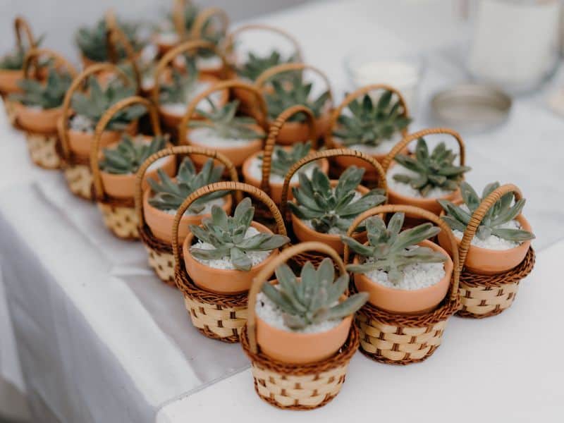 Mini suculentas em cestas artesanais organizadas em conjunto, mostrando por que plantas fazem tanto sentido como lembrancinhas