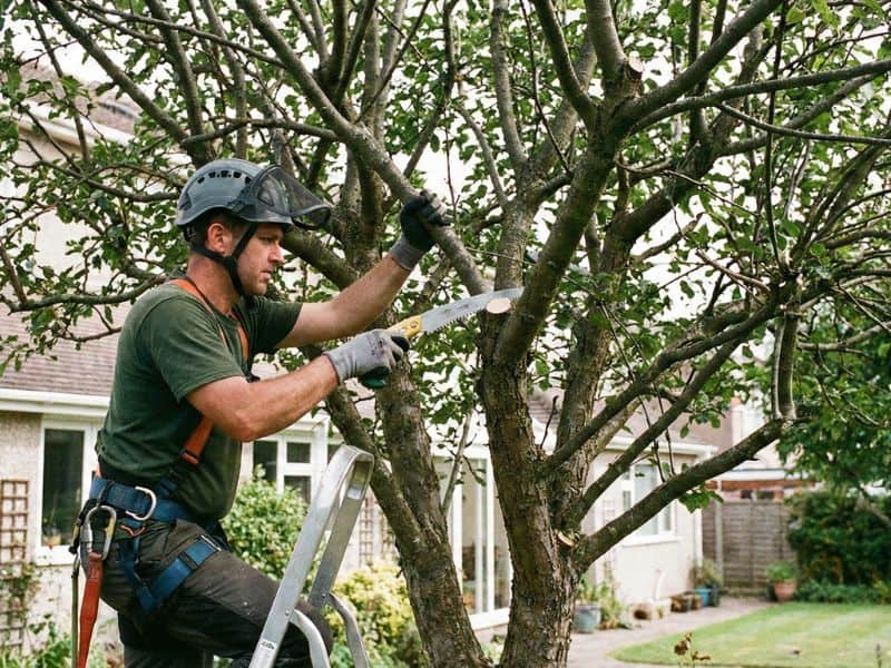 poda de correção em árvore com ajuste técnico de galho estrutural