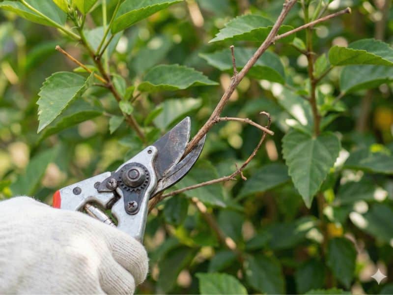 Poda de limpeza em hibisco com remoção de galho seco usando tesoura de poda afiada