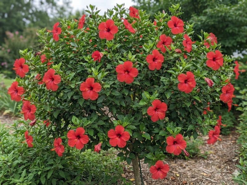 Hibisco florido com copa equilibrada após aplicar como podar hibiscos com consciência