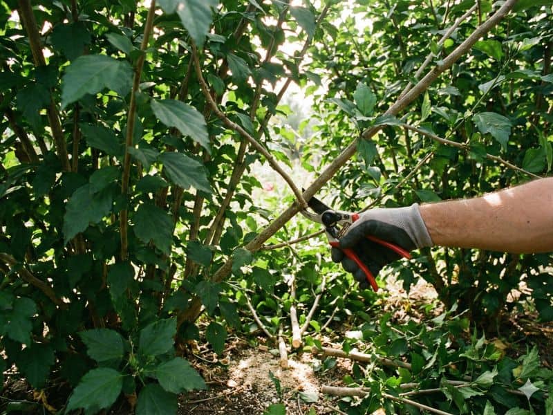 Podas leves ao longo do ano ao aplicar como podar hibiscos para manter estrutura equilibrada