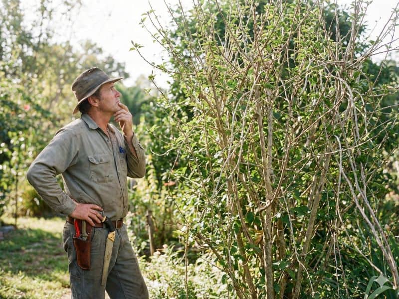 Jardineiro avaliando estrutura da planta antes de aplicar técnica de como podar hibiscos corretamente