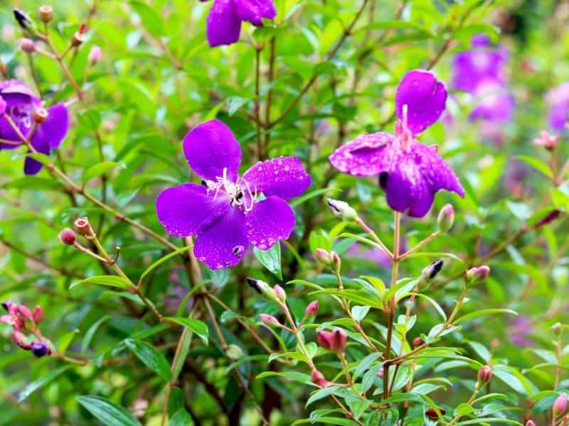 Quaresmeira (Tibouchina granulosa) florido em árvore ornamental com flores roxas intensas