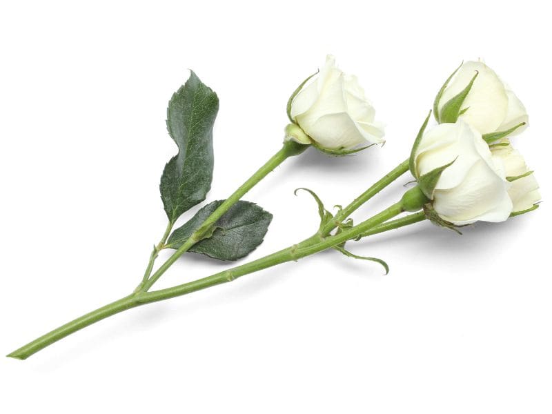 rosa branca simbolizando paz, intenção sincera e novos começos em uma homenagem no Dia da Mulher