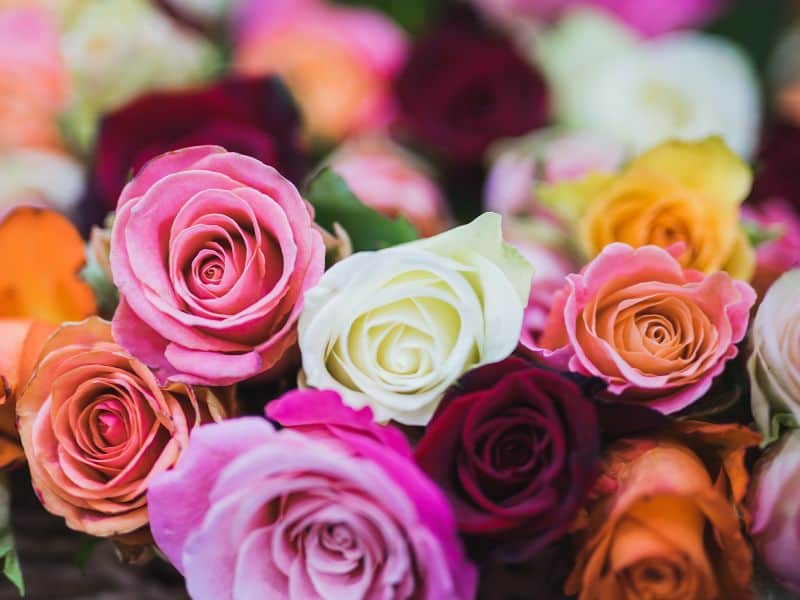 rosas no Dia da Mulher em diferentes cores representando seus significados simbólicos