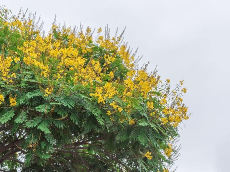 Sibipiruna (Caesalpinia pluviosa) florido em árvore ornamental com flores amarelas