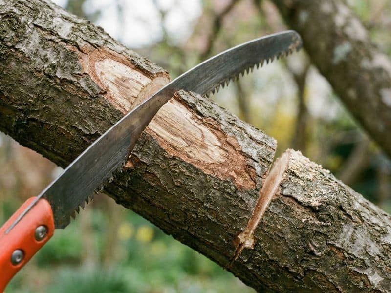 técnica correta para galhos mais grossos em podas de árvores com serrote adequado