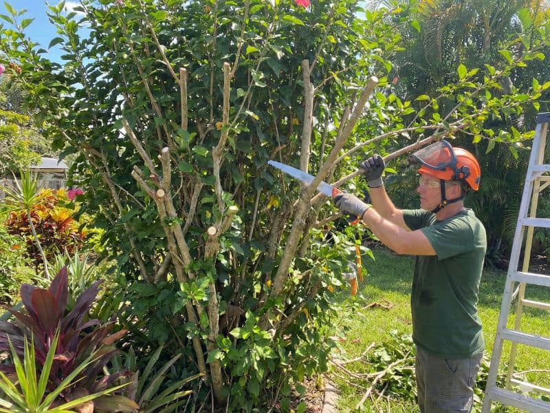 Demonstração dos tipos de poda que aplico no hibisco com corte estrutural em planta adulta