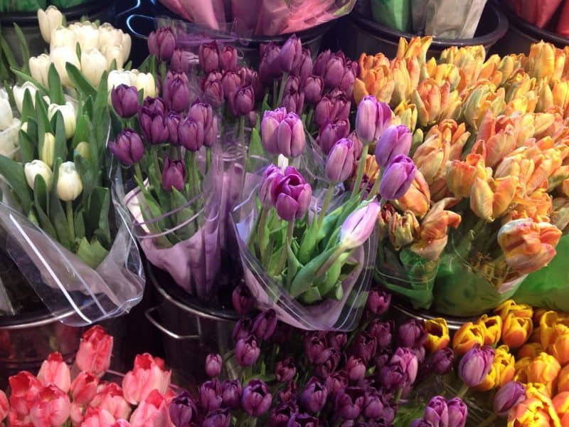 tulipas no Dia da Mulher em diferentes cores representando seus significados e momentos de escolha