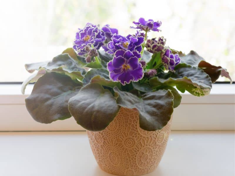 Violeta em vaso decorativo sobre a janela, representando lembrancinha delicada e simbólica para o Dia da Mulher