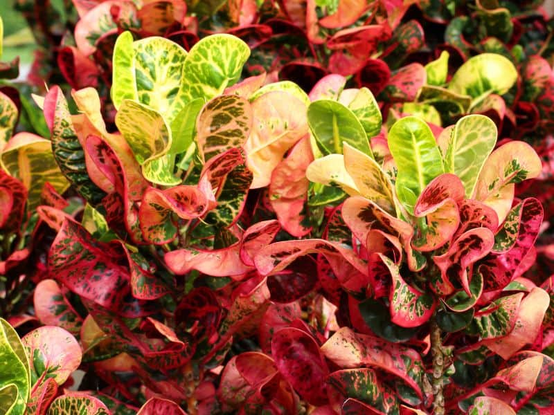cróton com folhas coloridas em tons de verde, rosa, vermelho e amarelo