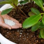 Adubação para plantas com aplicação de fertilizante granulado em vaso para fortalecer raízes e folhas