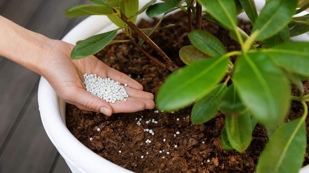 Adubação para plantas com aplicação de fertilizante granulado em vaso para fortalecer raízes e folhas