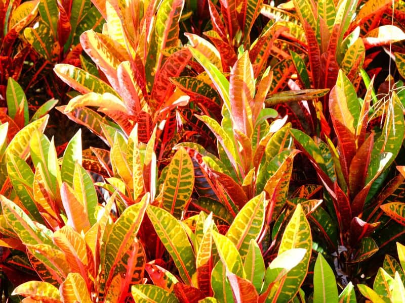 cróton cultivado no sol com folhas coloridas e vibrantes