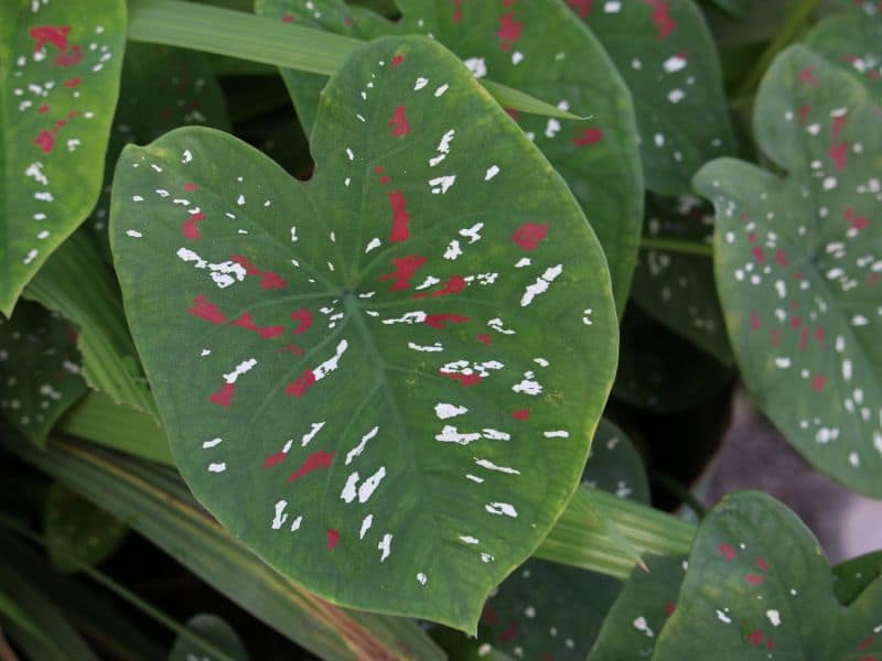 caladium bicolor (tinhorão) com folha verde e manchas brancas e vermelhas