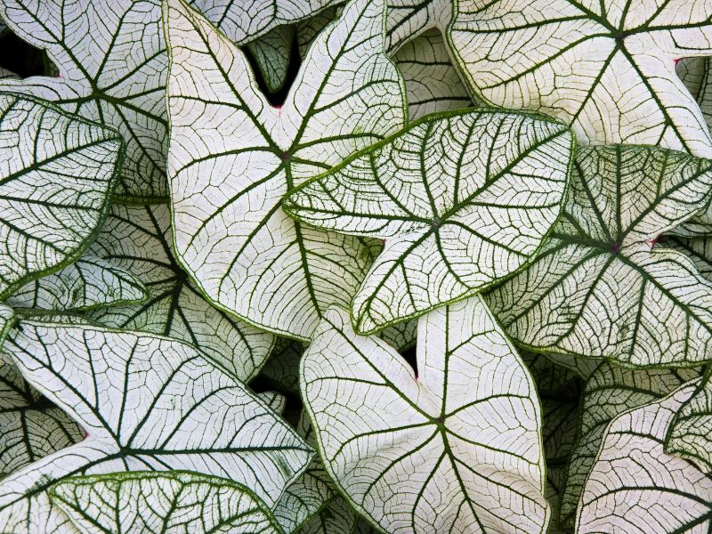 caladium branco (tinhorão) com folhas claras e nervuras verdes destacadas