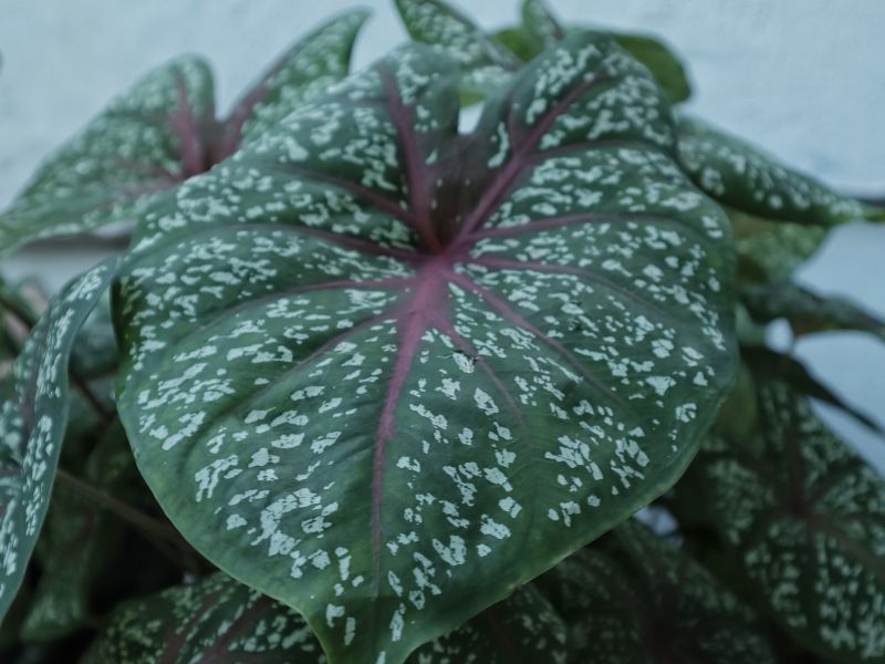caladium gigante (tinhorão) com folha grande e nervuras destacadas em close