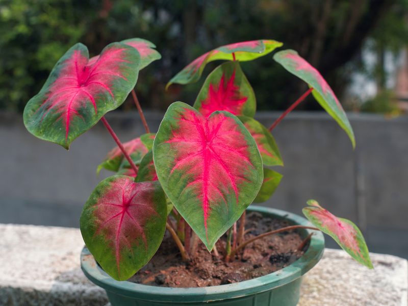 caladium (tinhorão) em vaso cultivado em meia-sombra com folhas coloridas