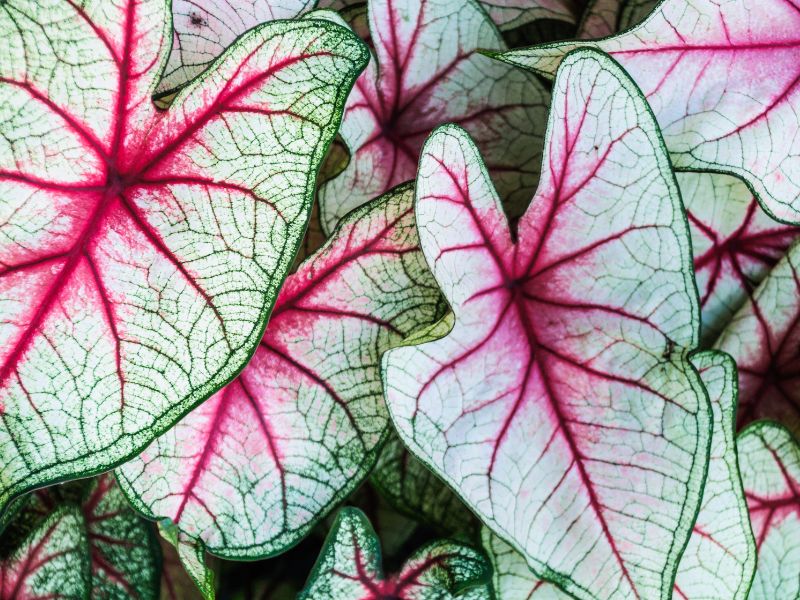 caladium rosa (tinhorão) com folhas claras e nervuras rosadas destacadas