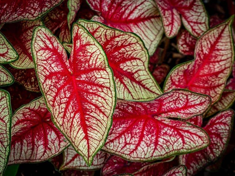 caladium (tinhorão) planta ornamental com folhas vermelhas e nervuras destacadas