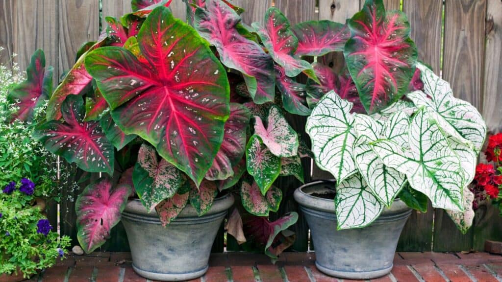Caladium (tinhorão) em vasos com folhas coloridas rosa, verde e branco